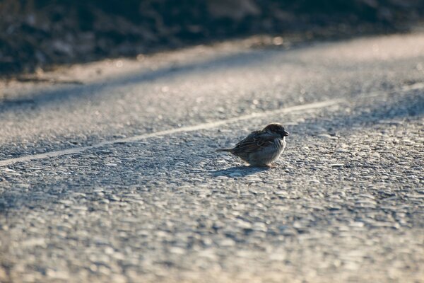 A bird in the winter snow