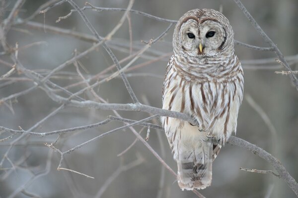 Hibou, oiseau de la faune