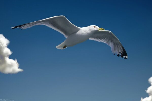 A soaring seagull among fluffy clouds