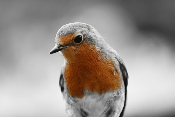 Grauer Vogel mit orangefarbener Brust