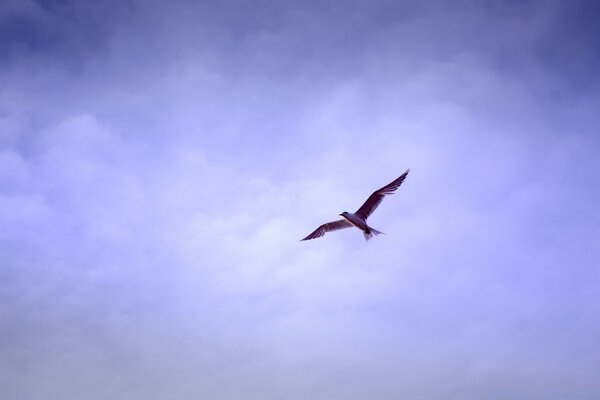 Outdoors, a bird is flying high in the sky