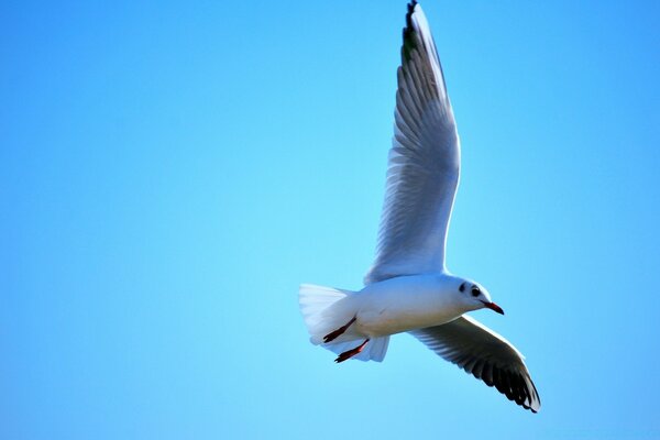 Soaring snow-white sea gull