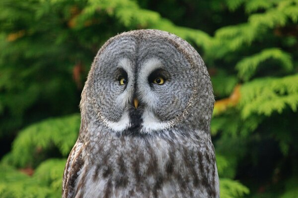 Oiseau hibou sur fond de forêt