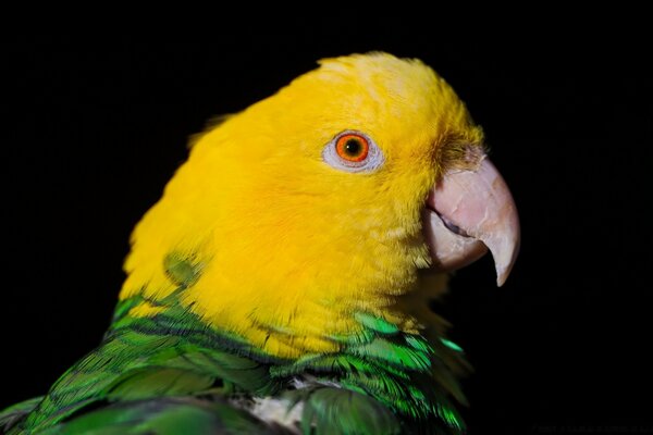 Loro guacamayo buen negociador