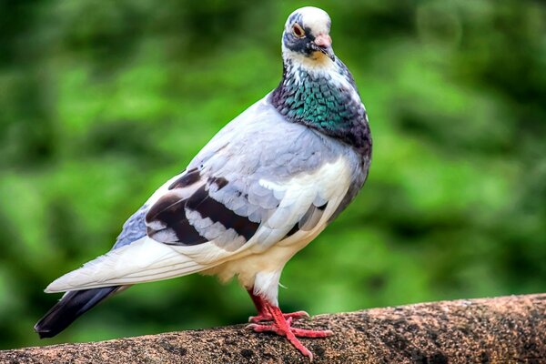 A pigeon with a very beautiful breast