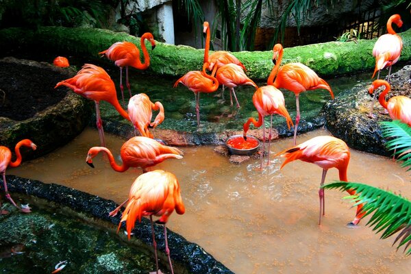 A flock of flamingos is resting in the river