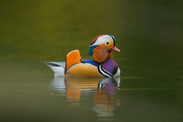 Ente im Wasser