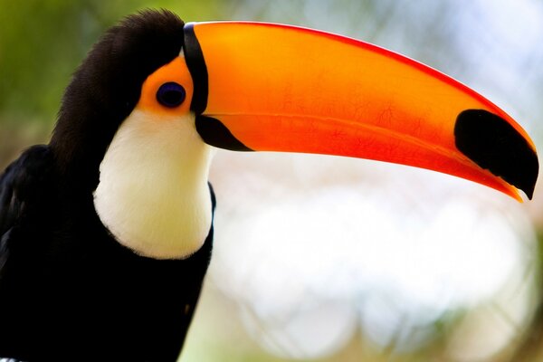 Toucan looks to you at the keyboard