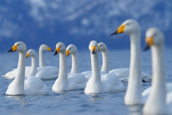 Swans swimming peacefully on the pond