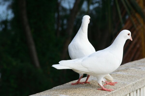 White feathered couple