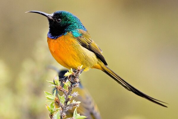 Pájaro increíblemente colorido en una ramita