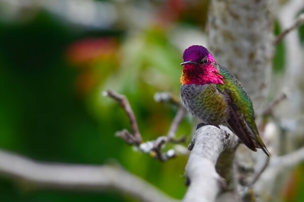 Oiseau de couleur à la recherche de sa maison