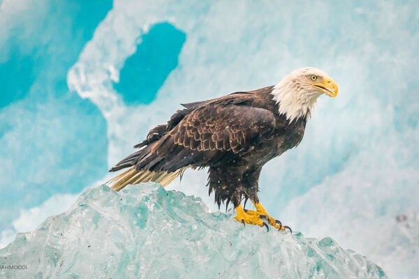 Águila salvaje en la cima de la montaña