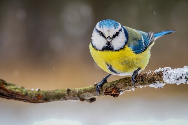 Sweet azure is so similar to a blue tit