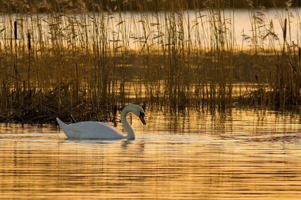 Un cisne solitario en un lago en ascenso