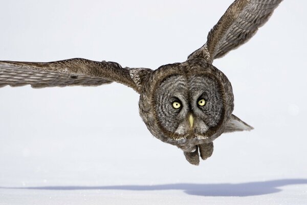 Die Eule fliegt zur Winterjagd