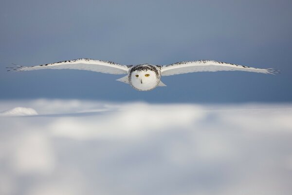 Hibou polaire blanc planant