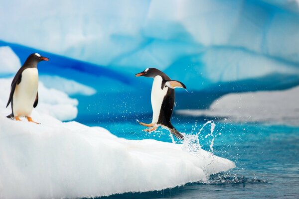 A penguin jumping out of the water