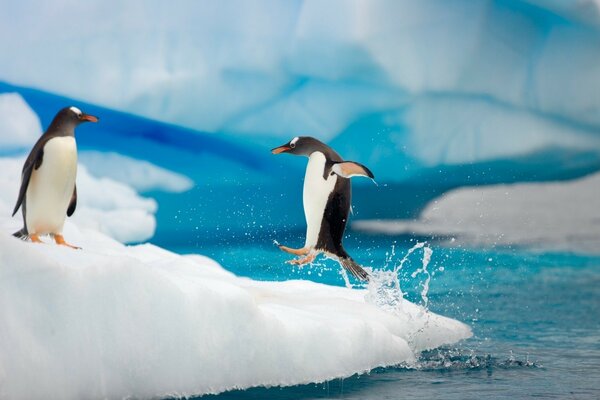 Pinguins saltam na natureza