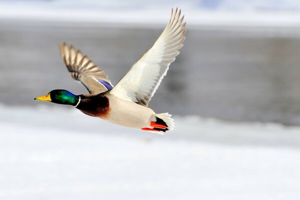 A bright duck on a blurry background