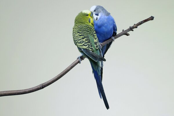 Two parrots on a twig kissing