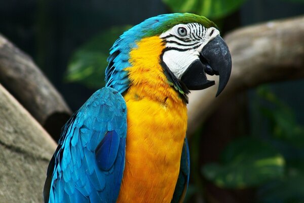 Guacamayo de loro en la naturaleza con la boca abierta y la increíble coloración de azul amarillo y verde