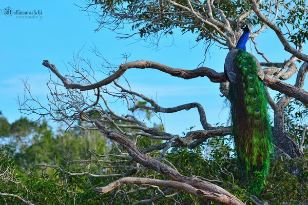 Ein Pfau sitzt in freier Wildbahn auf einem Baum