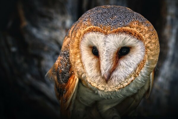 Portrait d un hibou-symbole de la sagesse