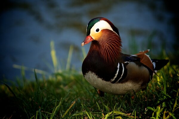 Canard sur la rive verte