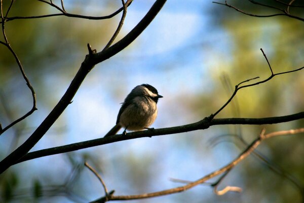 A furrowed gray chick waiting