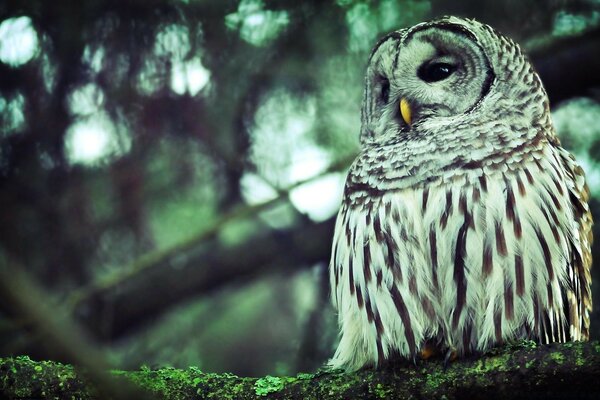 Wild forest White Owl