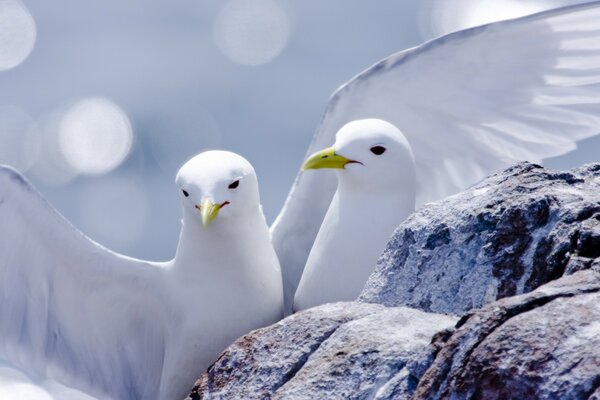 White birds merge with snow