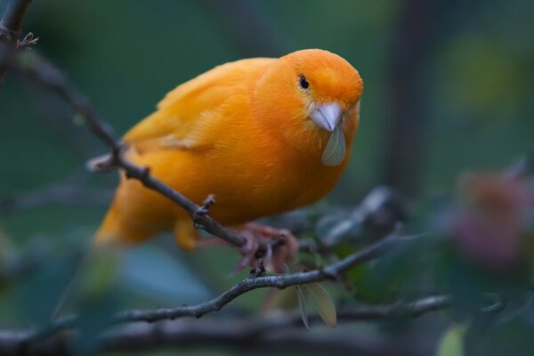 Tropischer Wildvogel