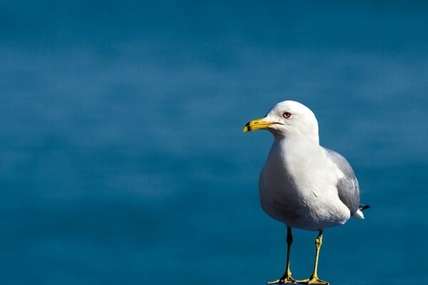 Möwe mit gelbem Schnabel am blauen Meer