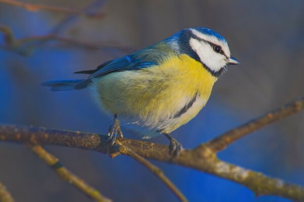 Pájaro azul moscovita en una rama