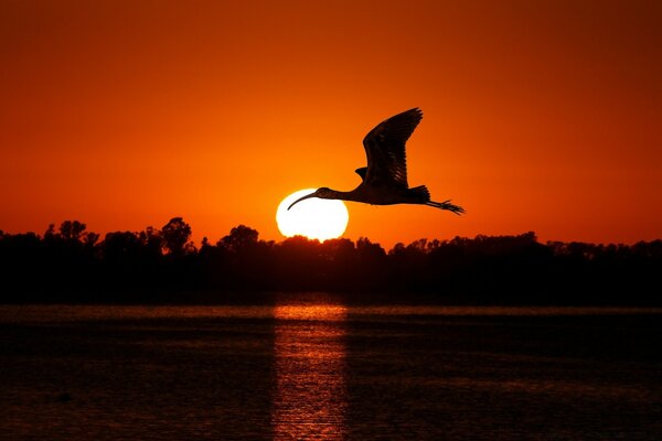 Uccello volante al Tramonto della sera