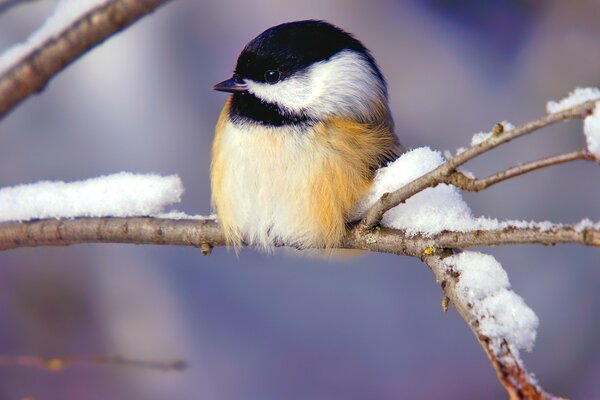 Mésange urbaine en plumage d hiver