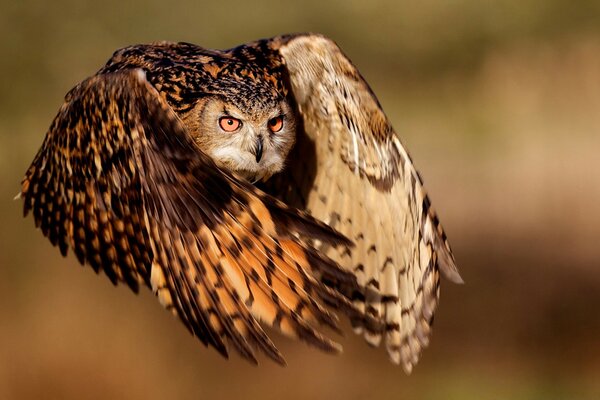 An owl is hunting in flight