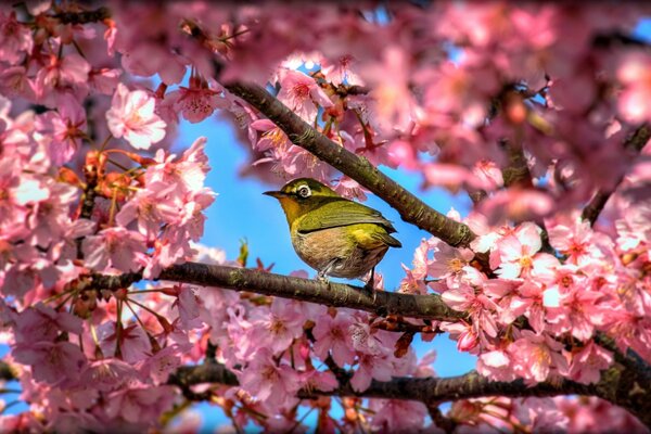 Japanische weiße versteckt ein Auge in sakura