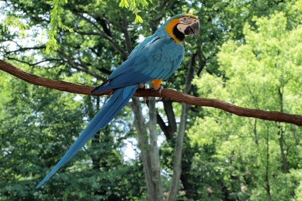 Parrot on a tree in the wild