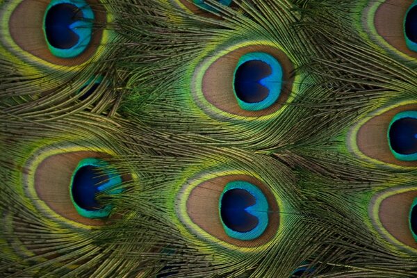 A feather from a peacock s tail