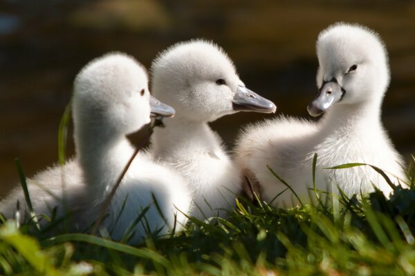 Tres pequeños polluelos de cisne