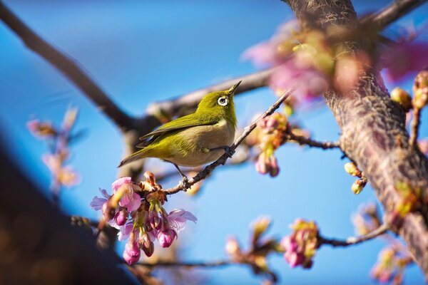 Seltener Vogel auf einer blühenden Kirschblüte