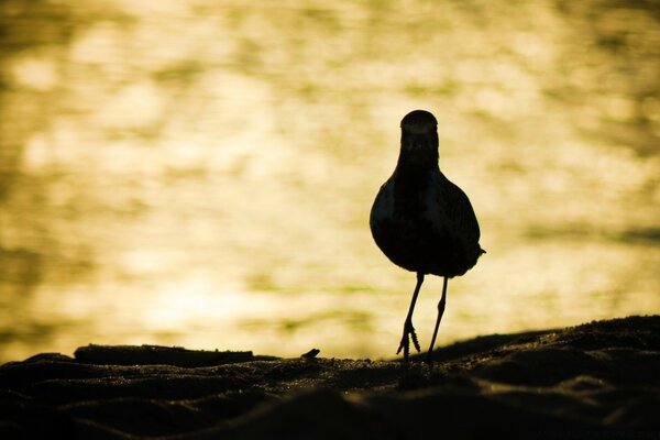 Pássaro olhando para um belo pôr do sol à beira-mar