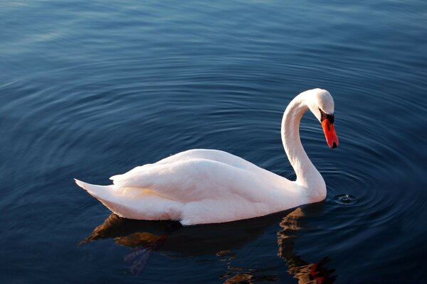 O cisne flutua sobre a água