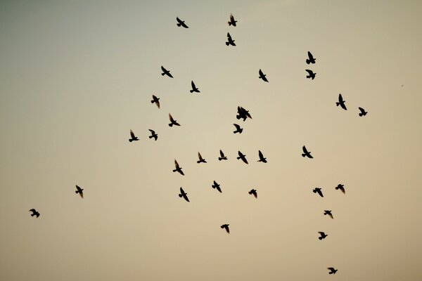 Taube, Wildvogel