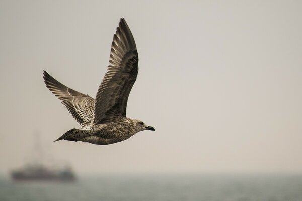 Una gaviota vuela sobre el mar azul