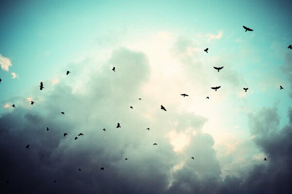 Aves de rapina voando no fundo do céu