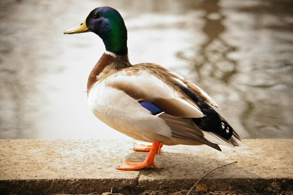 Anatra acquatica su un parapetto di pietra