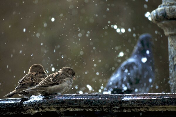 Two sparrows sit side by side under the snow